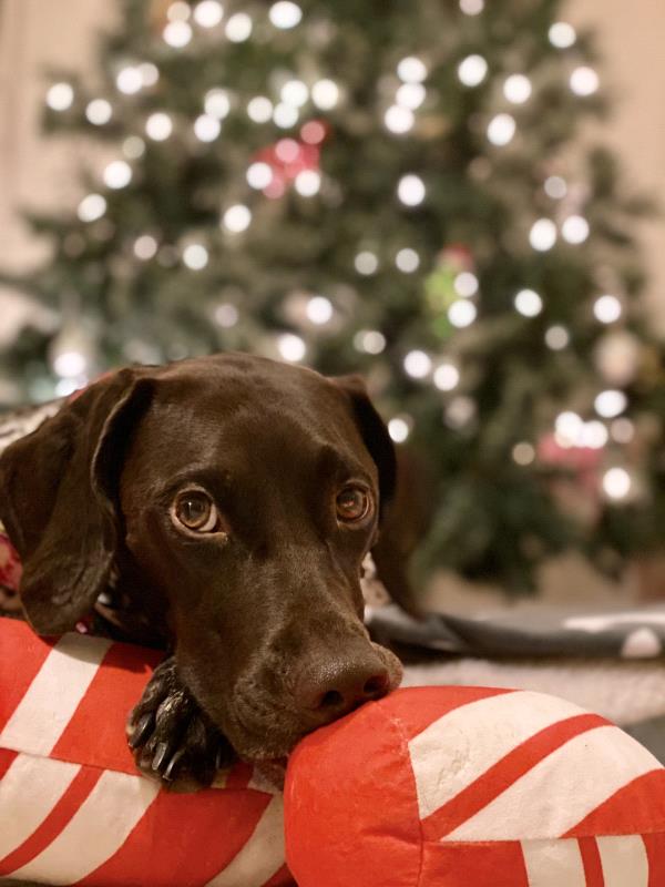 /images/uploads/southeast german shorthaired pointer rescue/segspcalendarcontest2021/entries/21784thumb.jpg